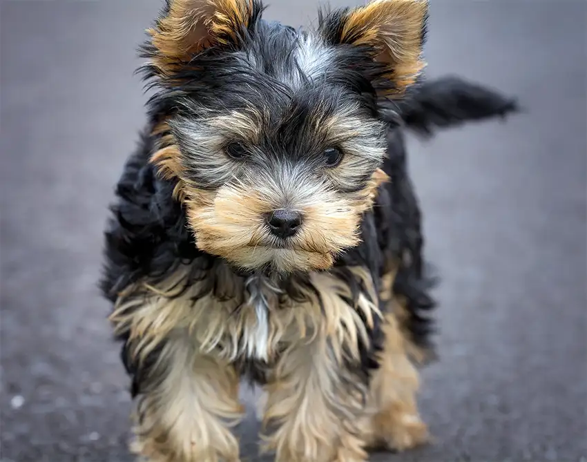 Do Yorkies Bark a Lot? Managing Vocal Behaviors