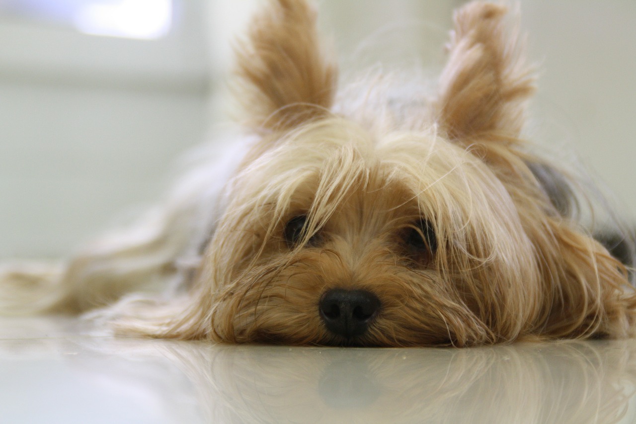 Do Yorkies Have Hair or Fur? Coat Type Guide