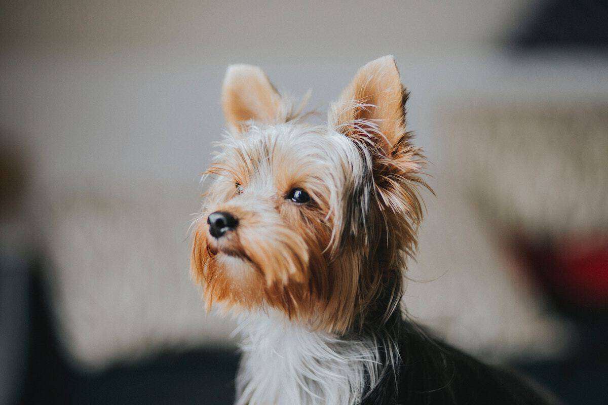 Do Yorkies Have Tails? Natural Tail Facts