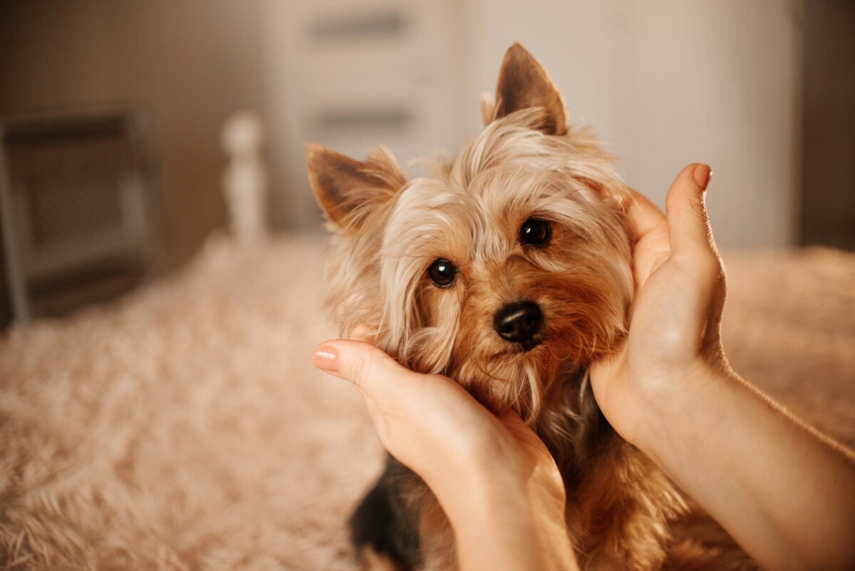 Do Yorkies Like to Cuddle? Affection Guide