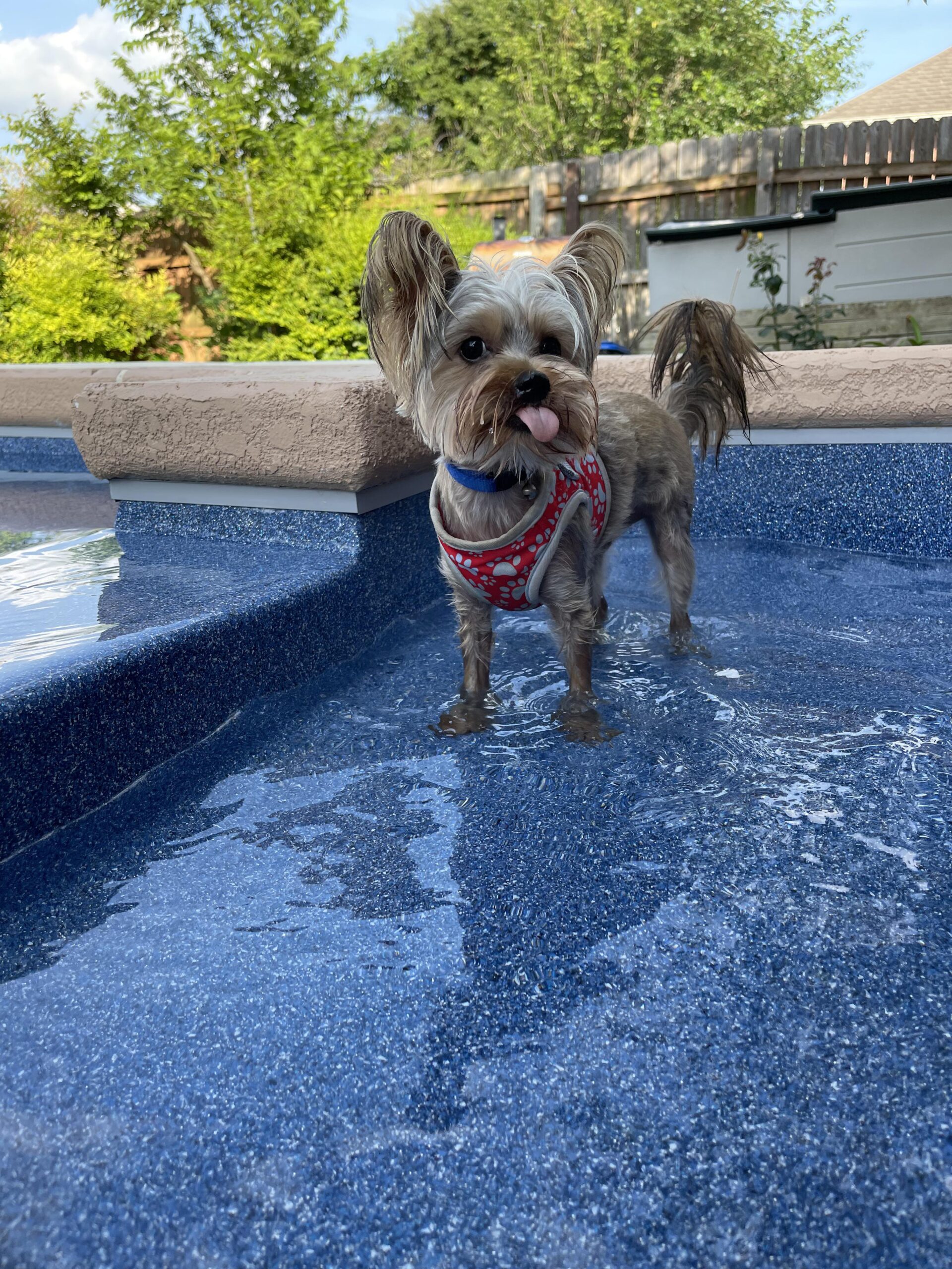 Do Yorkies Like to Swim? Water Safety Guide