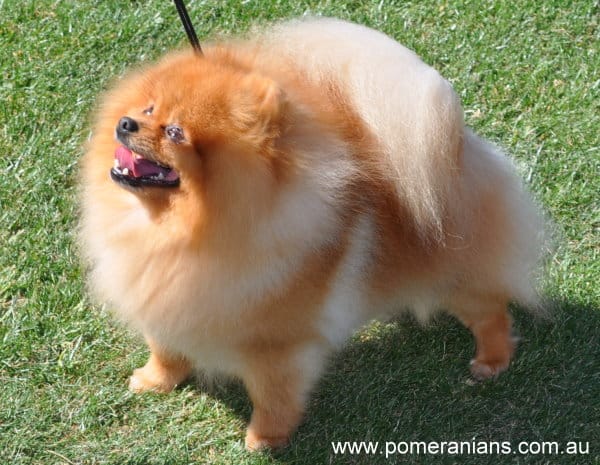 Does Pomeranian Hair Grow Back? Recovery Guide