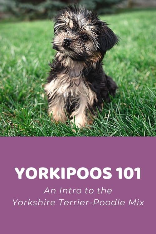 How Much Are Yorkies? Cost & Value Guide