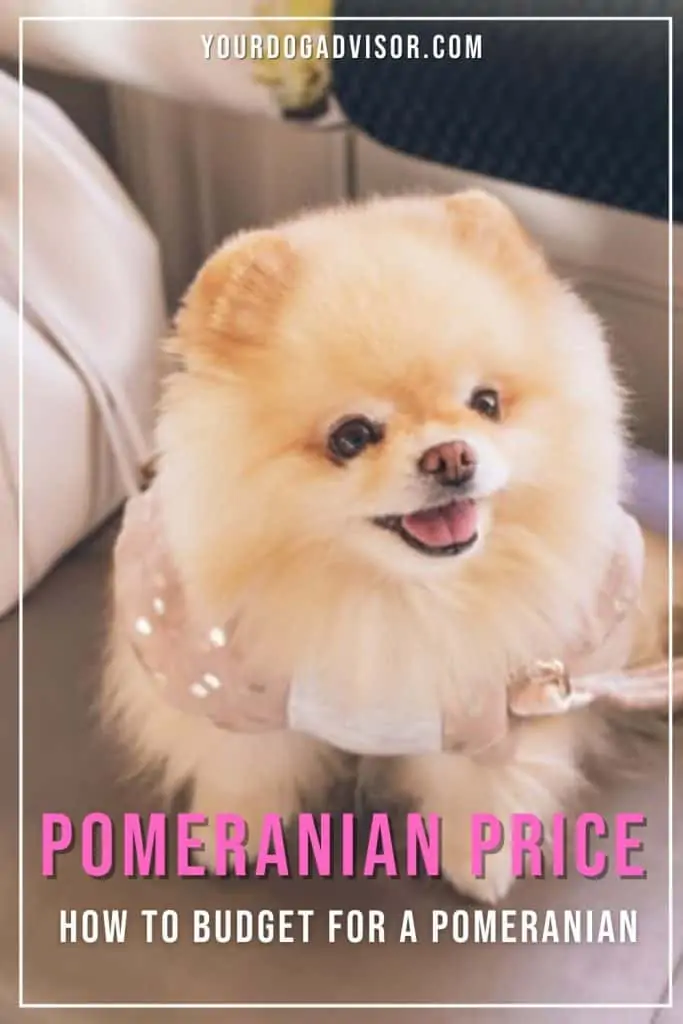 How Much Does a Pomeranian Cost? Price Guide