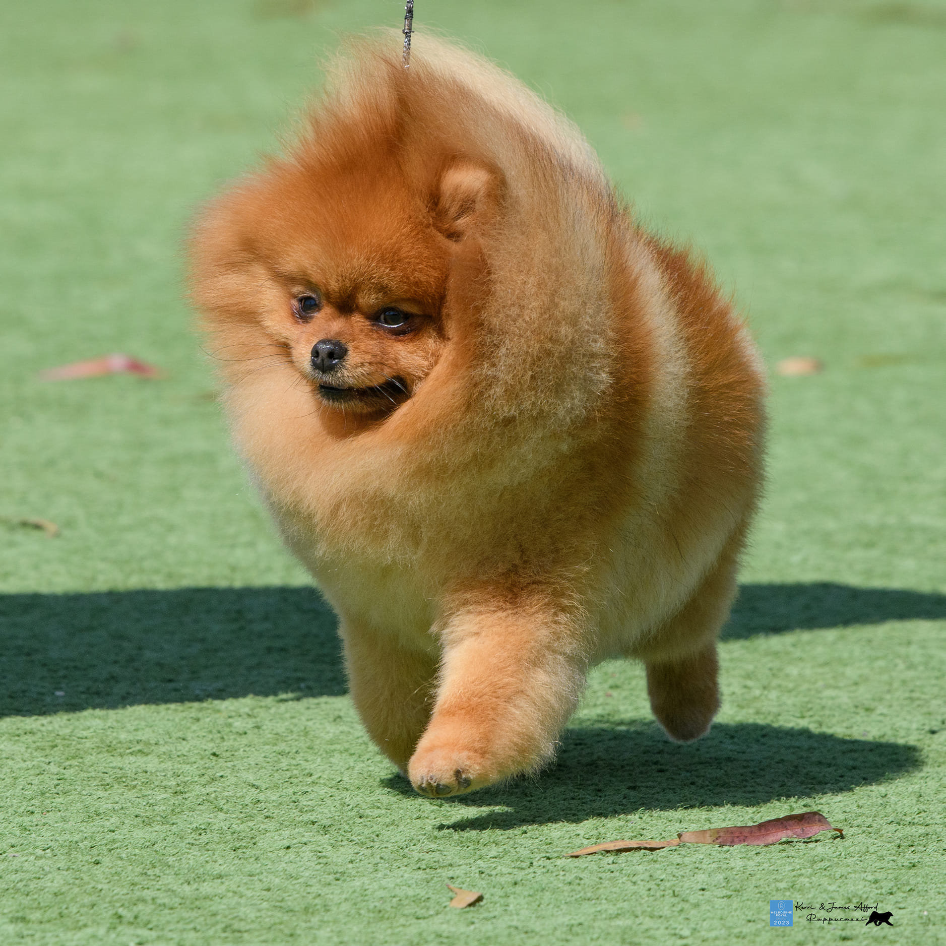 How Pomeranian Give Birth: Breeding Guide