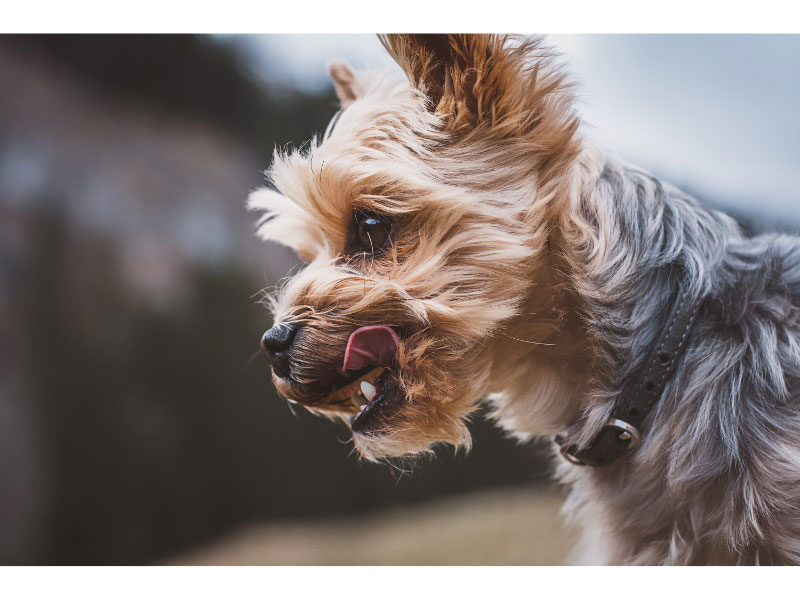 How to Adopt a Yorkie: Complete Guide