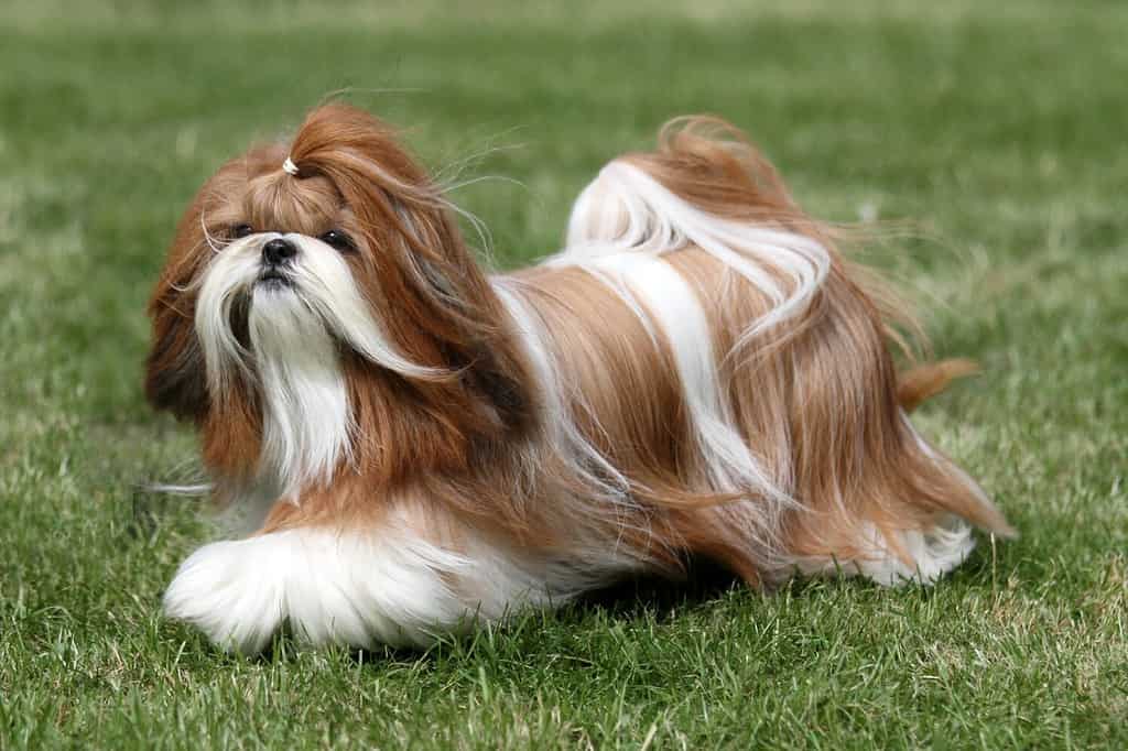 Maltese vs Shih Tzu: Breed Comparison Guide