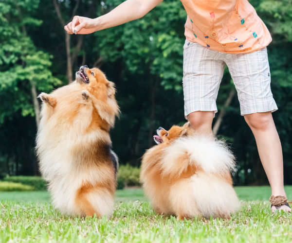 Pomeranian Barking: Management & Training Tips