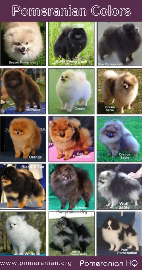 Pomeranian Colors: All Coat Varieties Explained