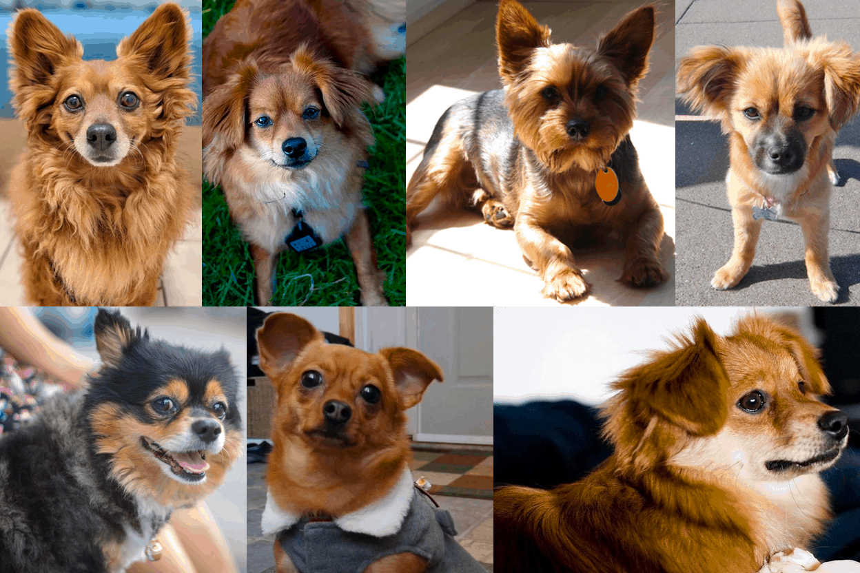 Pomeranian Corgi Mix: Essential Breed Information