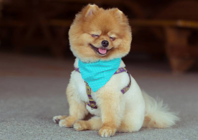 Pomeranian Facts: Amazing Things About This Breed