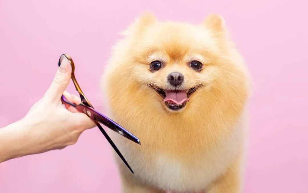 Pomeranian Grooming: Essential Care Tips & Techniques