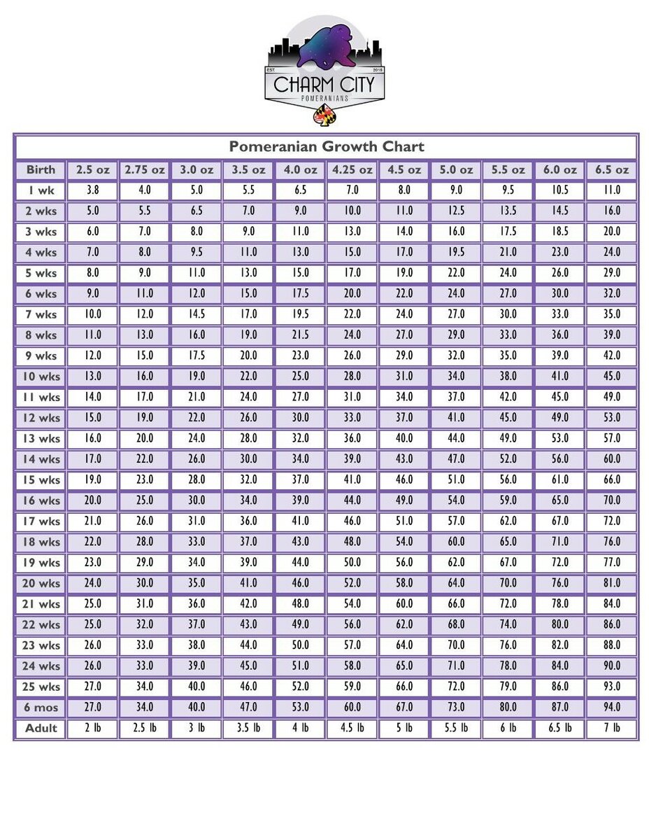 Pomeranian Growth Chart: Size Development Guide