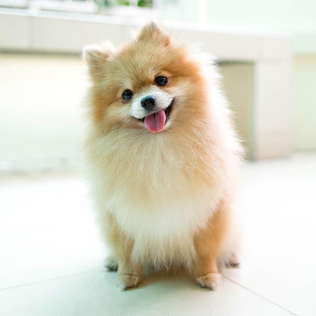 Pomeranian How to Take Care: Essential Guide