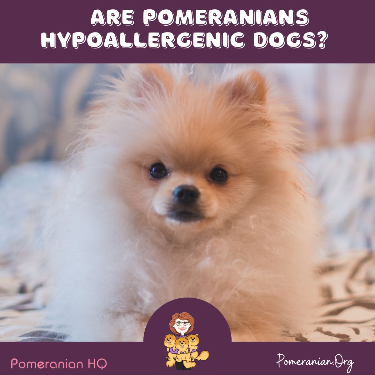 Pomeranian Hypoallergenic: Truth About Allergies