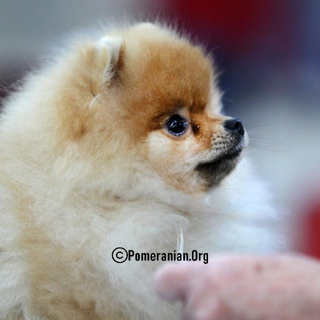 Pomeranian Intelligence: Mental Abilities Explained