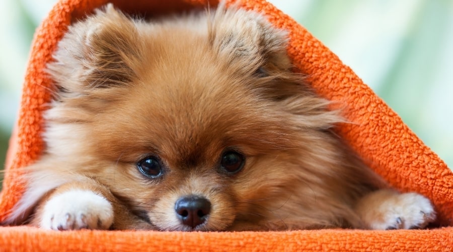 Pomeranian Lifespan: Average Years & Health Factors