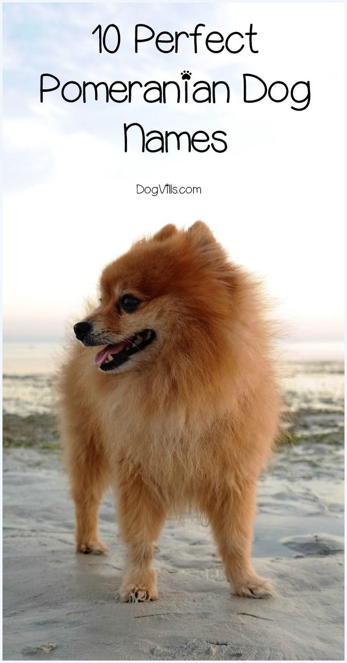 Pomeranian Names Female: Top Choices for Your Pet