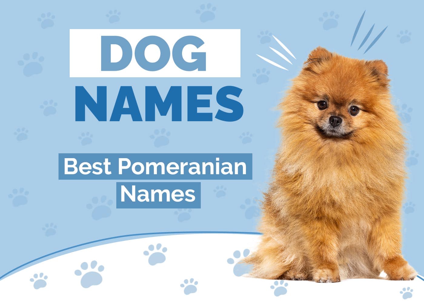 Pomeranian Names: Perfect Choices for Your Fluffy Friend