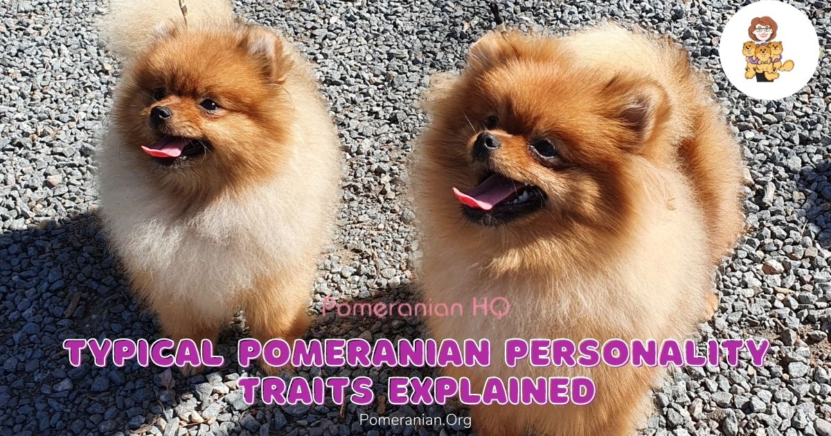 Pomeranian Personality: Traits & Characteristics