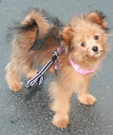 Pomeranian Poodle Mix: Complete Breed Guide