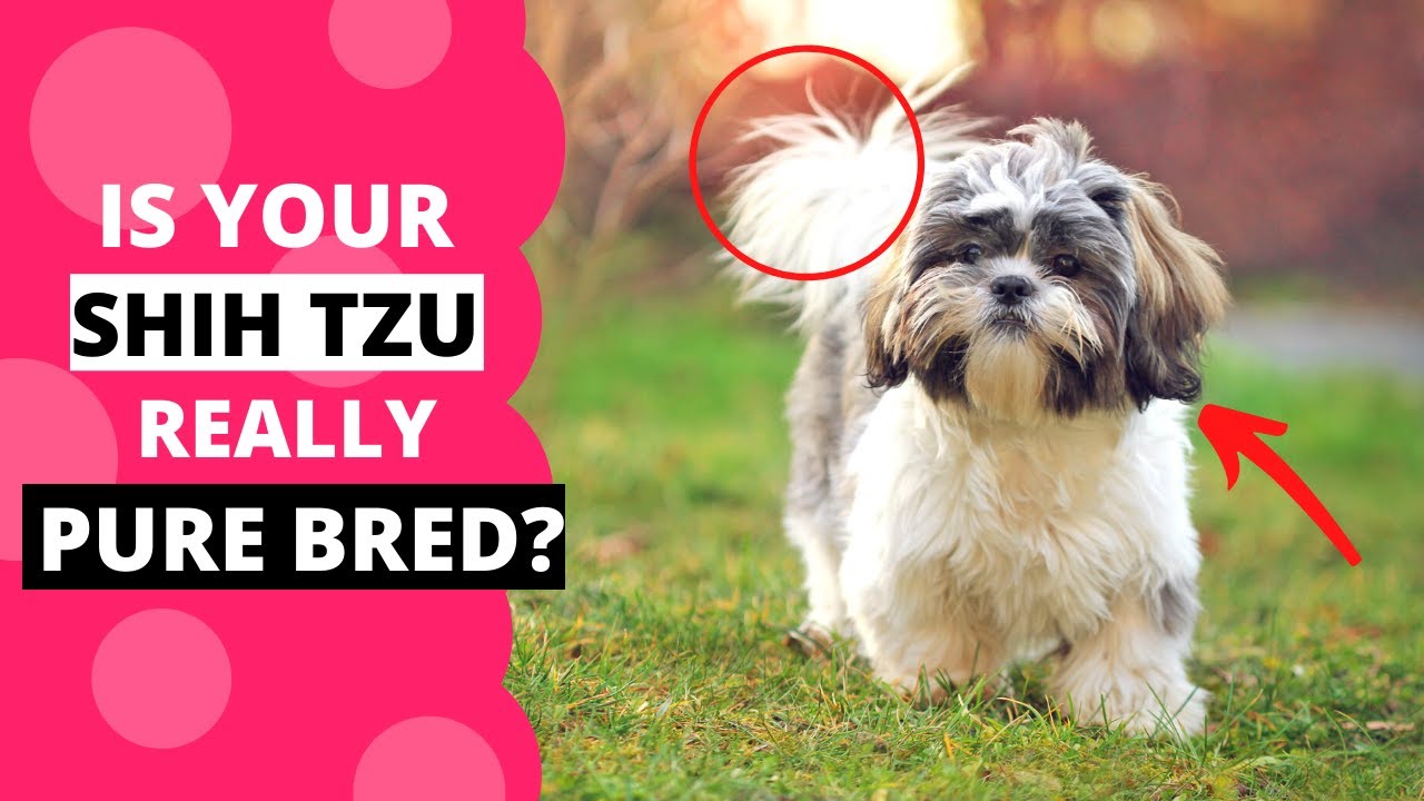 Pomeranian Shih Tzu Mix: Breed Profile & Care Guide