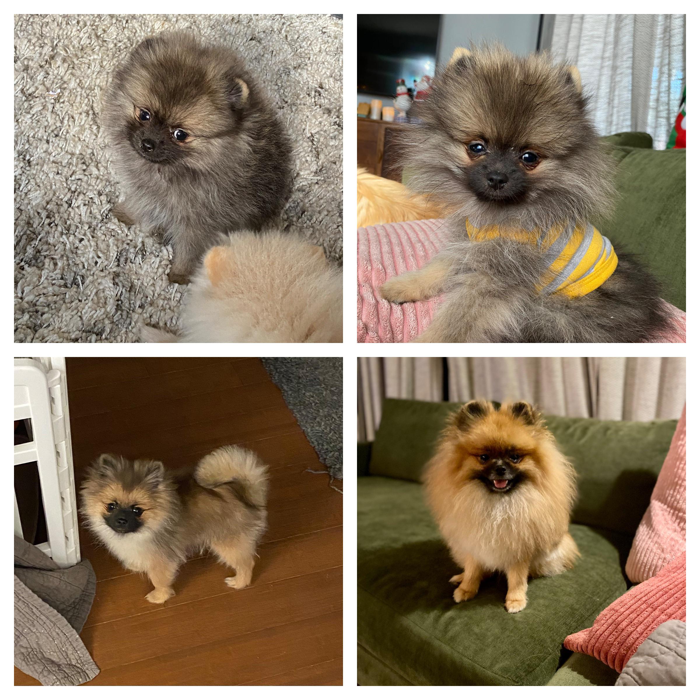 Pomeranian Size: Complete Growth & Weight Guide