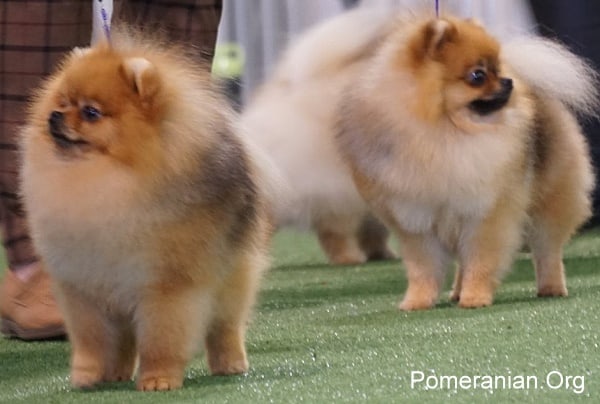 Pomeranian Temperament: Understanding Your Pet's Nature