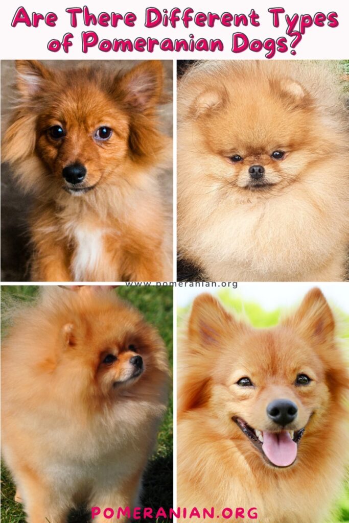 Pomeranian Types: Different Varieties Explained