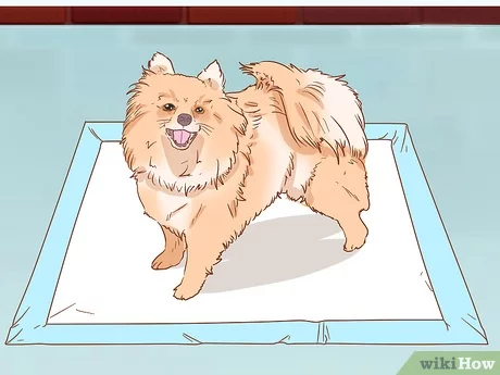 Pomeranian Weight: Healthy Standards by Age