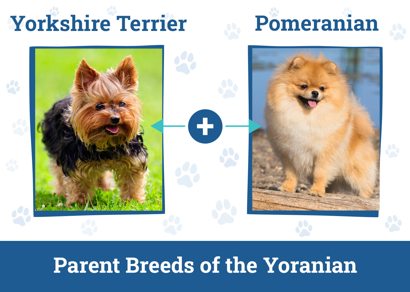 Pomeranian Yorkie Mix: Your Guide to the Porkie