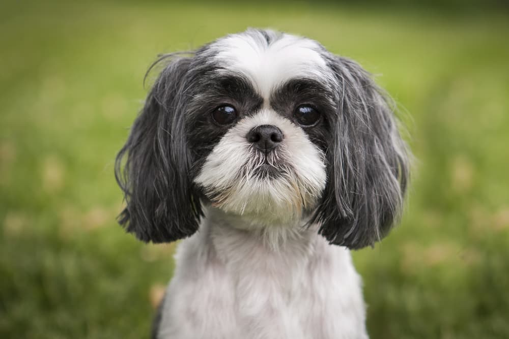 Shih Tzu Barking: Behavior & Training Solutions