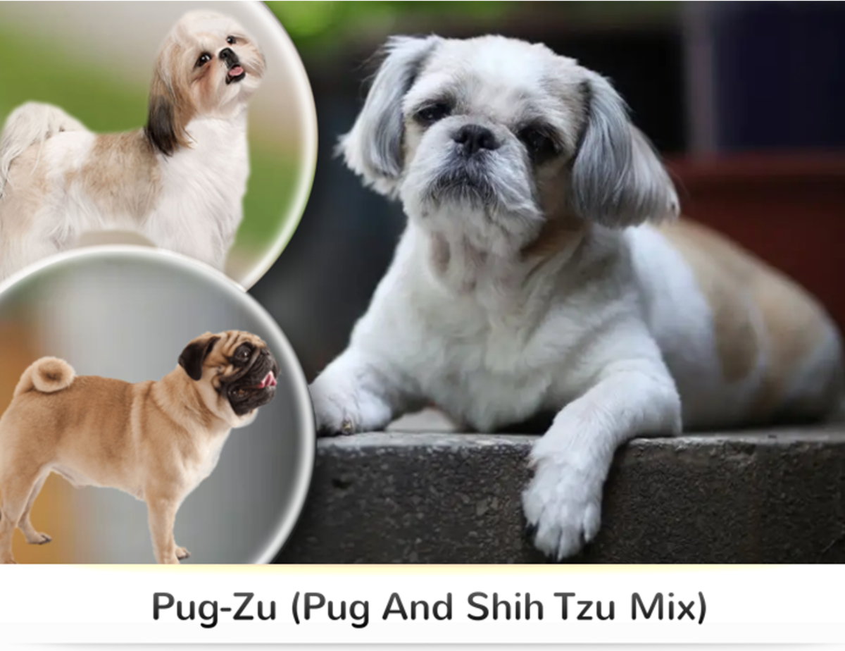 Shih Tzu Cocker Spaniel Mix: Breed Profile