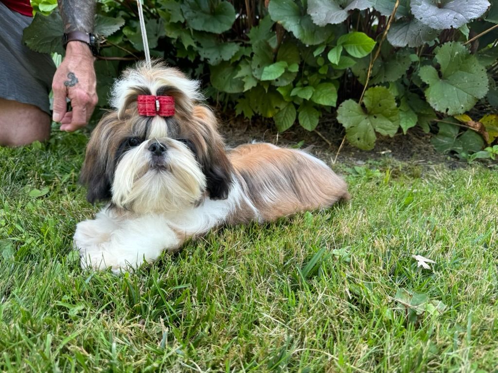 Shih Tzu Cost: Puppy Prices & Ownership Expenses