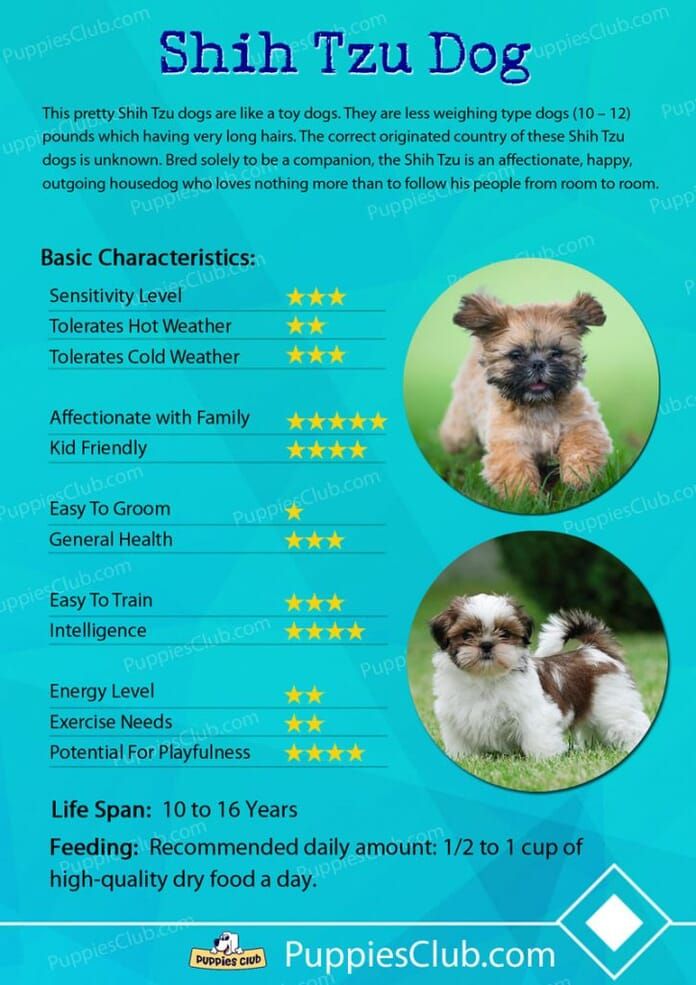 Shih Tzu Facts: Essential Breed Information