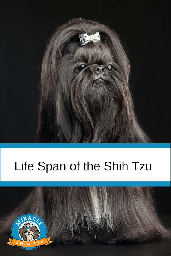 Shih Tzu Life Expectancy: Lifespan & Health Guide