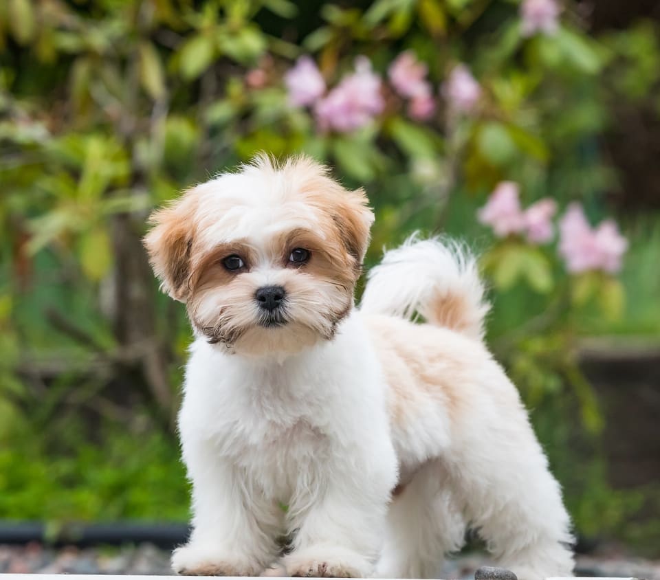 Shih Tzu Maltese Mix: Complete Breed Guide