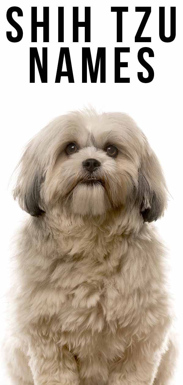 Shih Tzu Names: Popular & Unique Choices