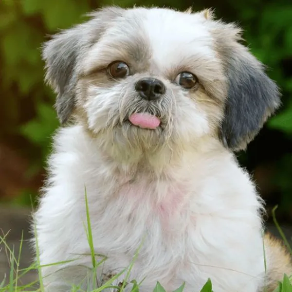 Shih Tzu Not Eating: Causes & Solutions