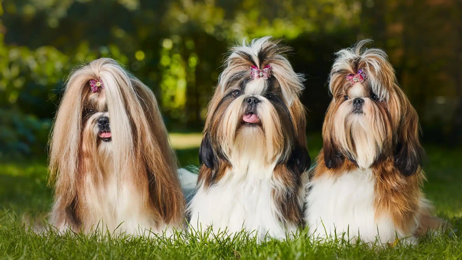 Shih Tzu Skin Problems: Treatment Guide