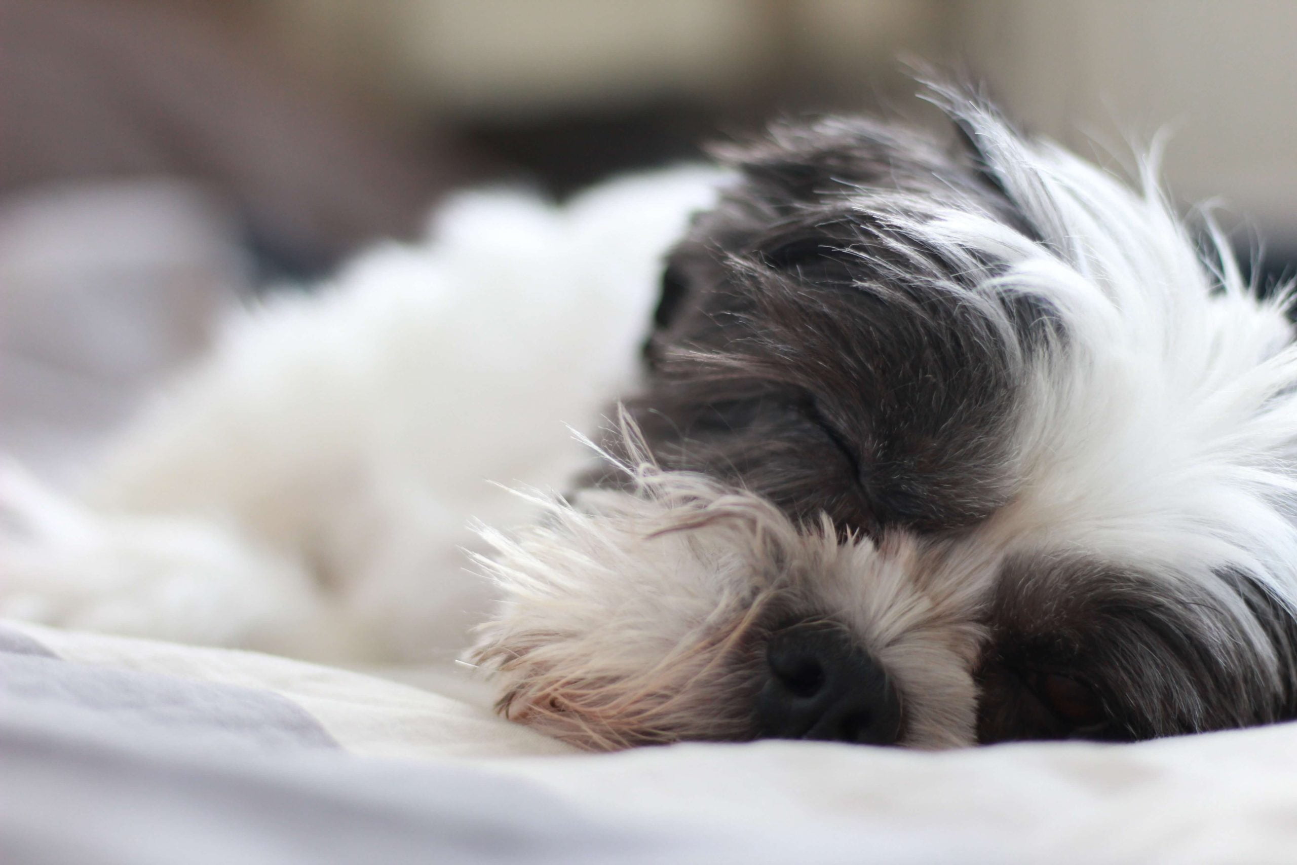 Shih Tzu Upset Stomach: Treatment Guide