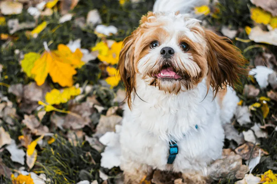 Shih Tzu Vomiting: Causes & Care Guide