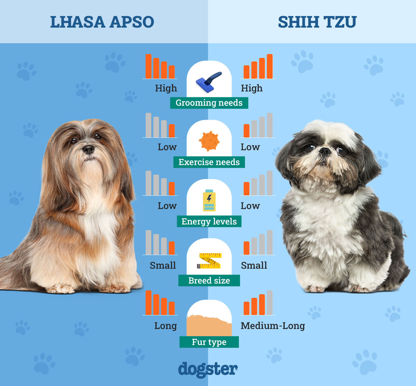 Shih Tzu vs Lhasa Apso: Key Differences