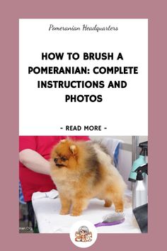 Should Pomeranians Be Groomed? Care Guide