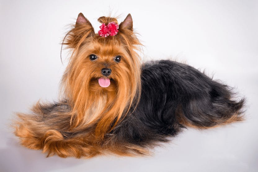 What Do Yorkies Usually Die From? Health Guide