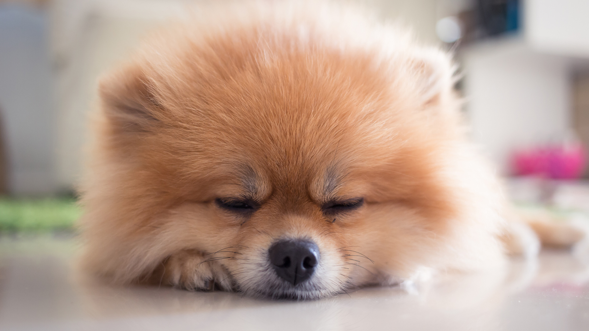 What Pomeranian Dog Eat: Complete Diet Guide