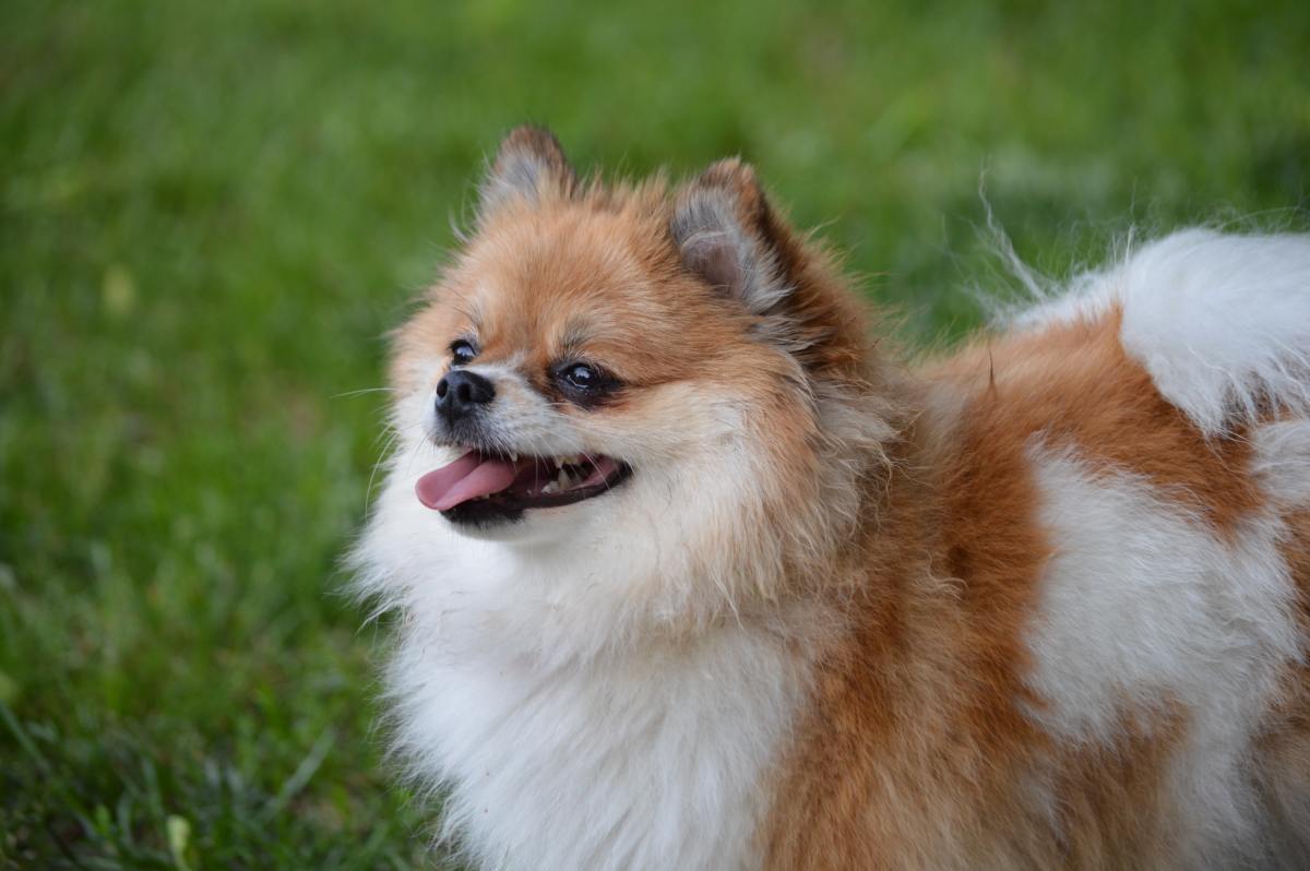 What Pomeranians Like to Do: Activity Guide