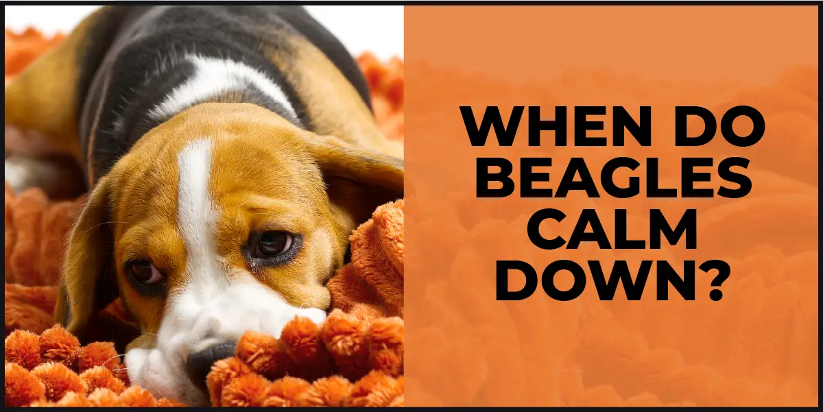 When Do Beagles Calm Down? Energy Level Guide