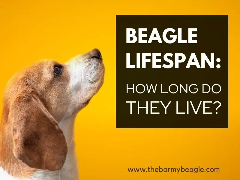 When Do Beagles Stop Growing? Development Guide