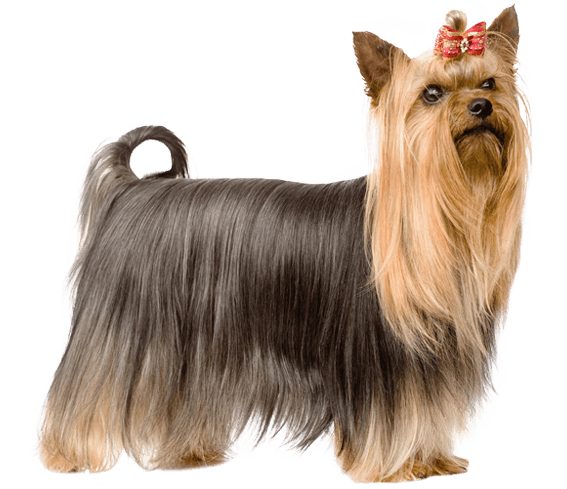 Where Did Yorkies Come From? Breed History